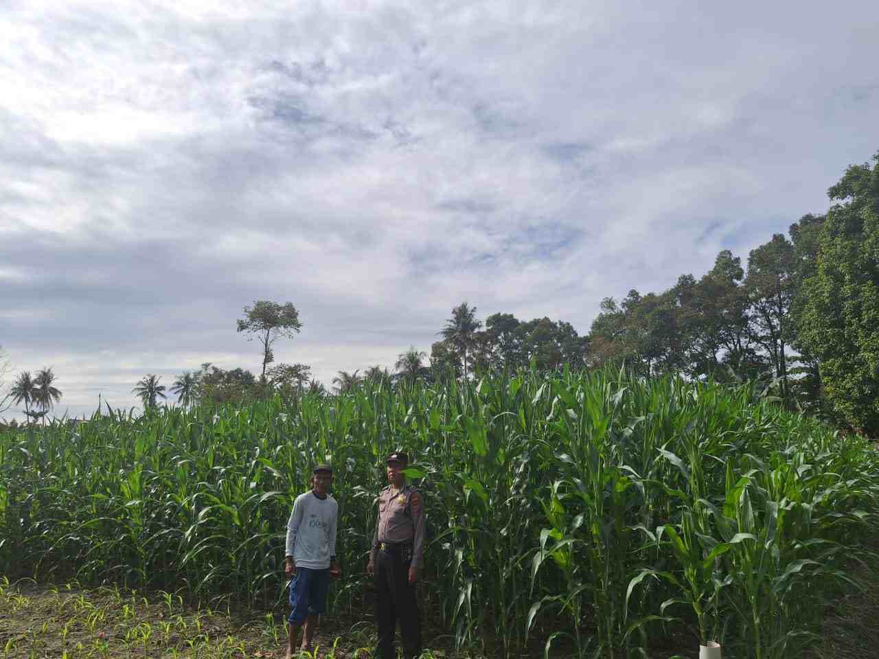 Polsubsektor Sei Suka Polsek Indrapura Cek Ketahanan Pangan Polri, Dukung Program Pemerintah dengan Menanam Jagung
