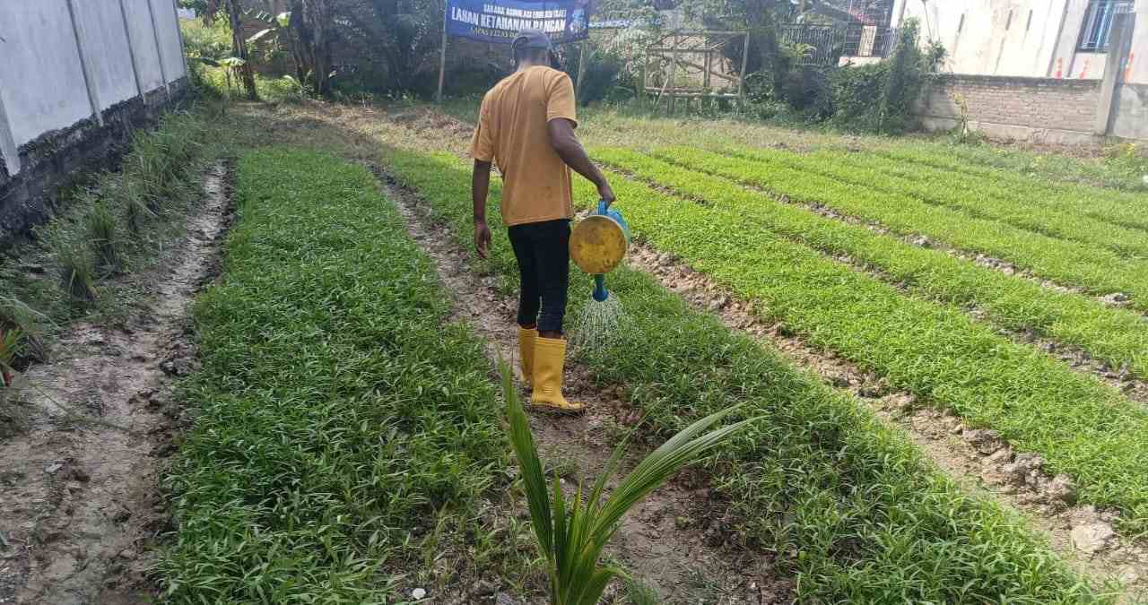 Lapas Labuhan Ruku Panen 150 Kg Kangkung, Bukti Komitmen Dukung Ketahanan Pangan