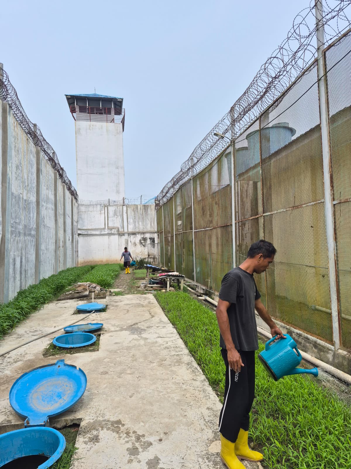 Maksimalkan Lahan Kosong, Lapas Labuhan Ruku Budidayakan Sayuran di Area Beranggang