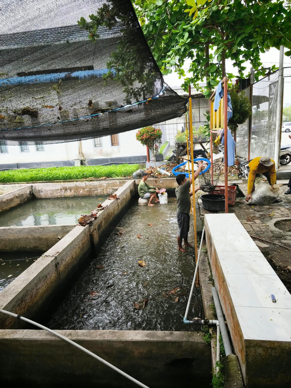 BUAH MANIS KERJA KERAS WARGA BINAAN, LAPAS LABUHAN RUKU SUKSES PANEN IKAN LELE